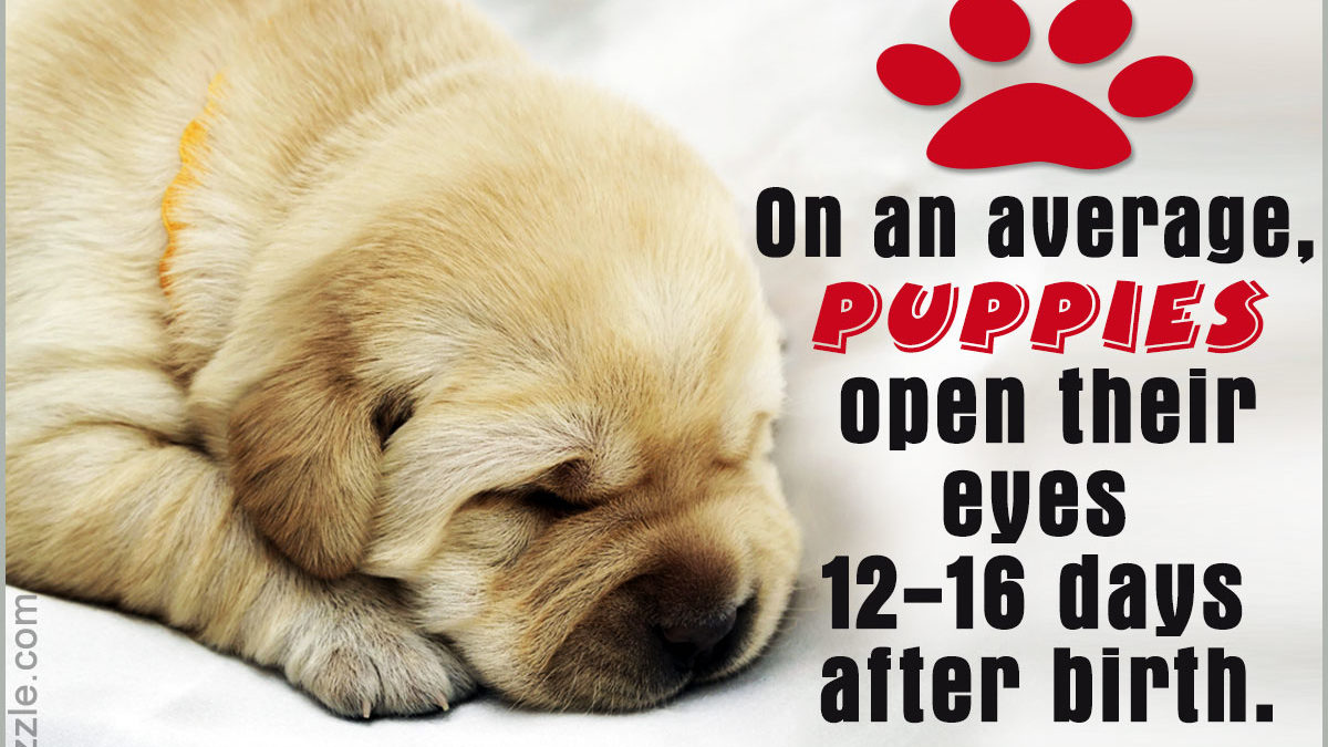 When do puppies open their eyes