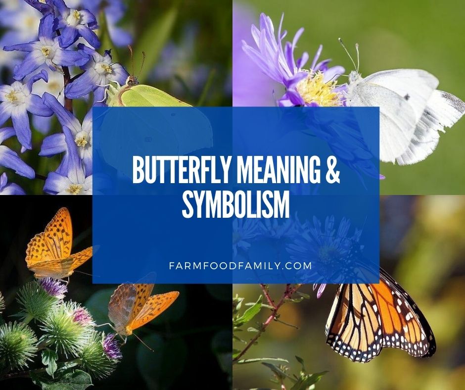 Butterfly Spiritual meaning