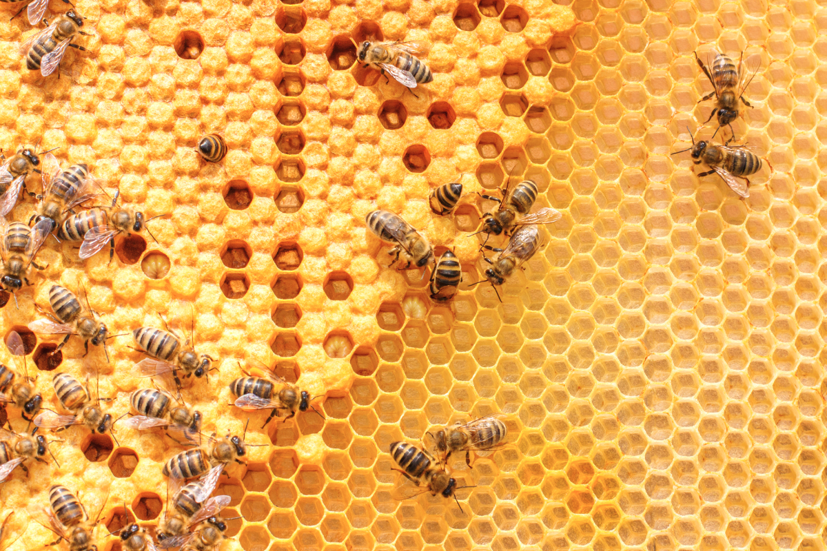 What is the nutritional value of honey