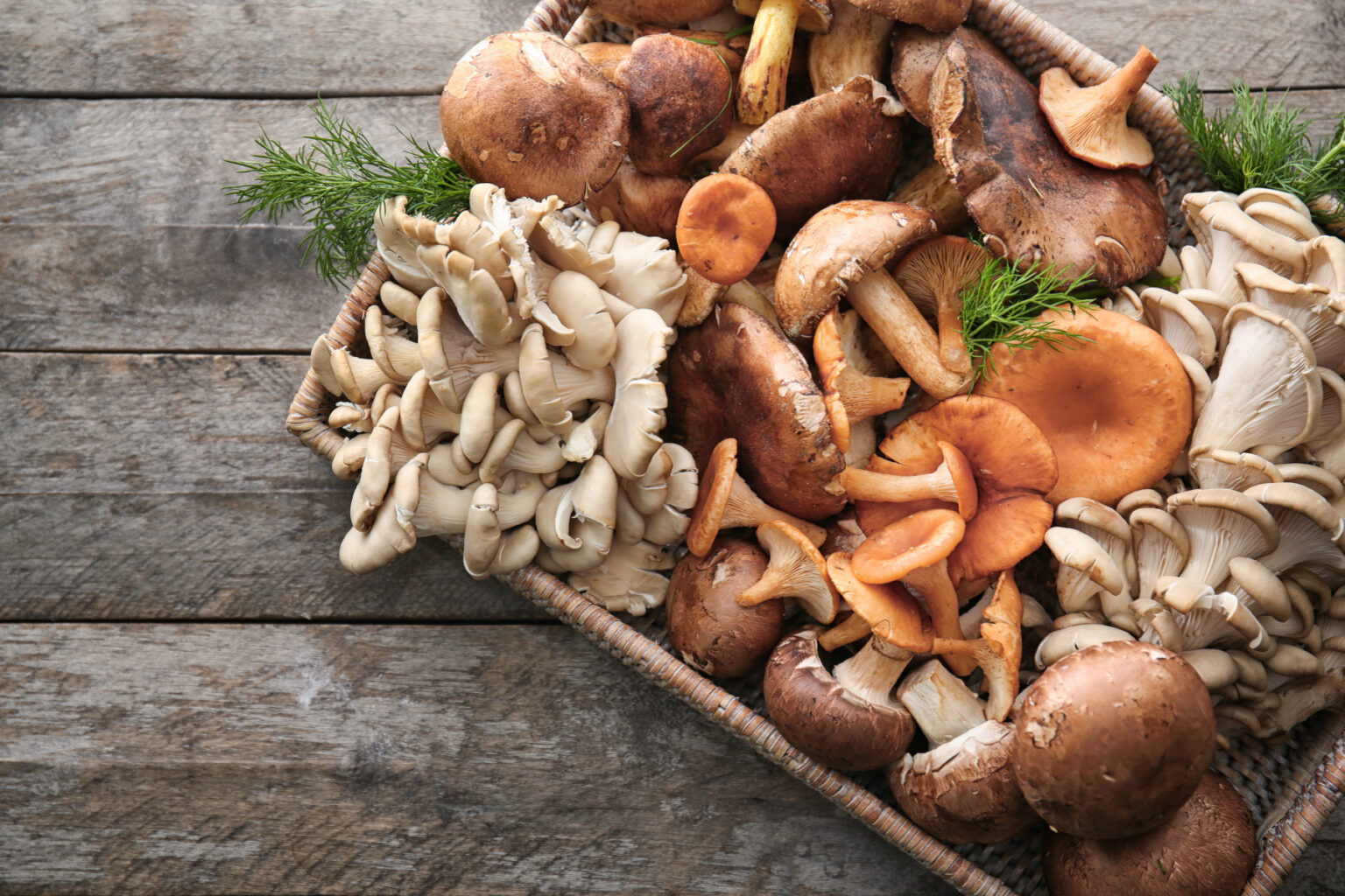 Portobello Mushrooms Joe Rogan Podcast