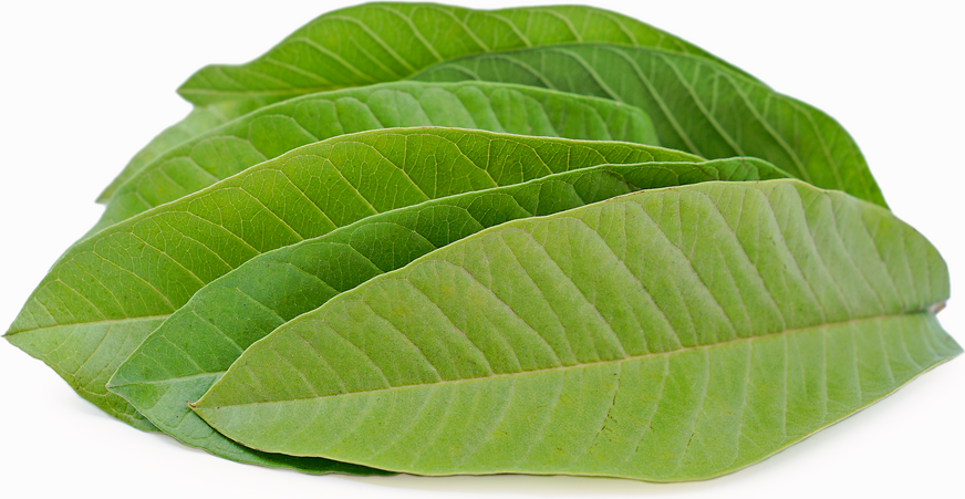 Guava Leaves Nutritional Breakdown-Benefits Of Guava Leaves Sexually