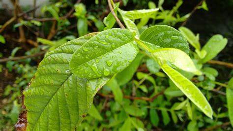 Other Benefits of Guava Leaves-Benefits Of Guava Leaves Sexually