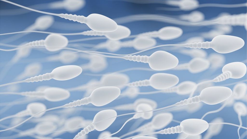 sperm generation- Promotes sperm generation 